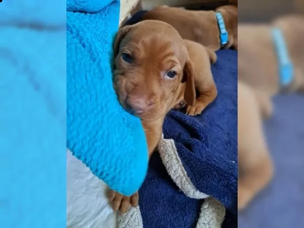 cuccioli di bracco italiano | Foto 1