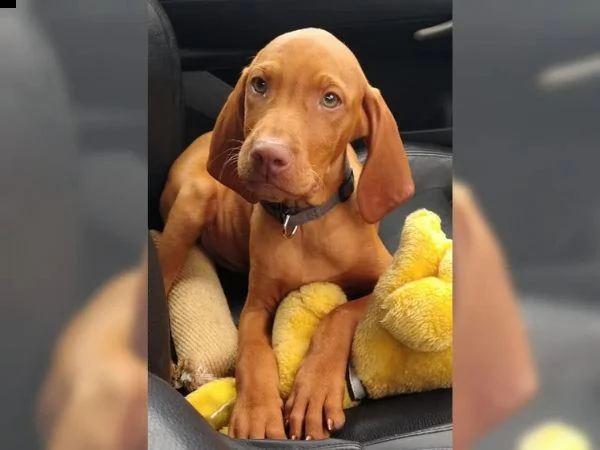 cuccioli di bracco italiano