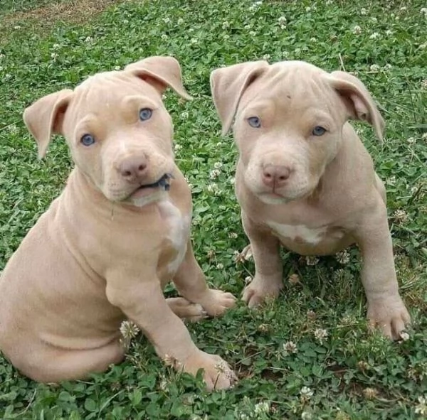 cuccioli di pitbull in adozione
