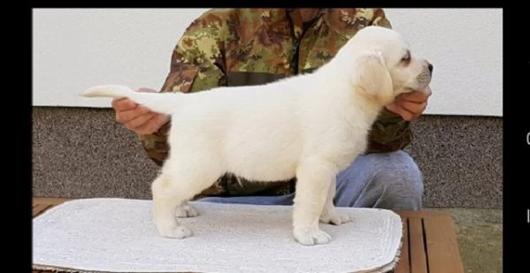 regalo adorabili cuccioli di la labrador chicolato