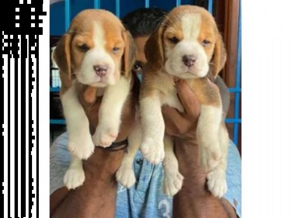 regalo cuccioli di beagle maschi che femmine nb,