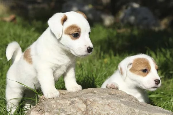regalo adorabili cuccioli di jack russel femminucce e maschietti
