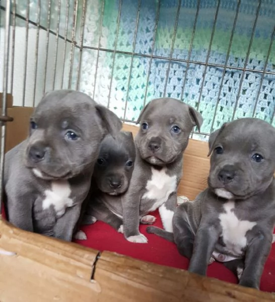 abbiamo cuccioli di pitbull molto carini e adorabili in adozione