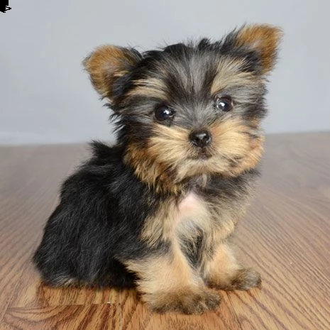 abbiamo cuccioli di yorkie molto carini e adorabili in adozione, 