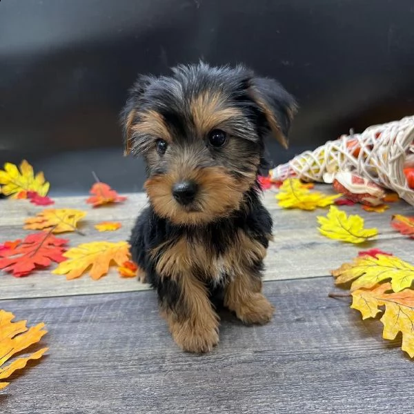 abbiamo cuccioli di yorkie molto carini e adorabili in adozione,  | Foto 0