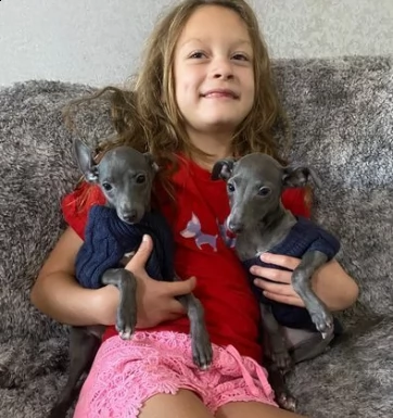 levriero italiano blue cuccioli