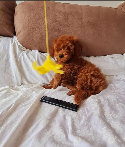 2regalo barboncino,.,,,,,,,, | Foto 0