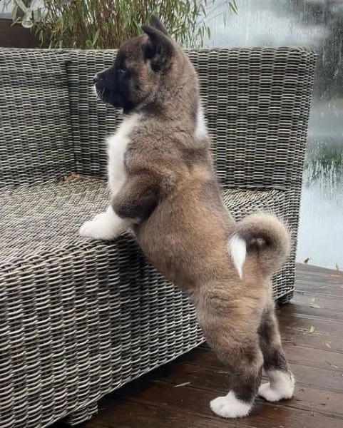 regalo akita cuccioli meravigliosi ! 