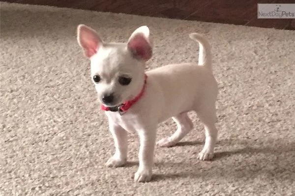 preziosi cuccioli di chihuahua maschio e femmina
