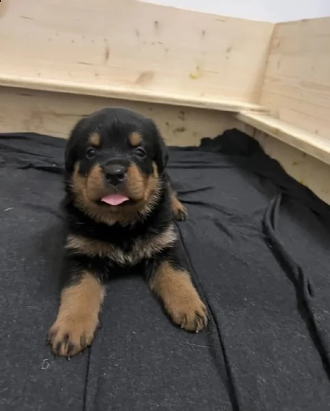 cuccioli di rottweiler adrk | Foto 1