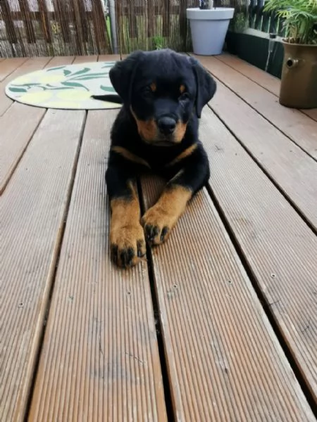 cuccioli di rottweiler adrk | Foto 0
