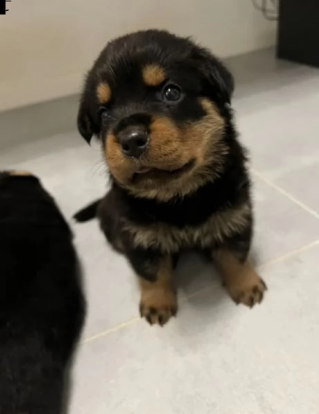 cuccioli di rottweiler adrk