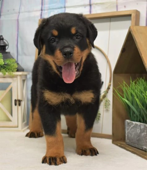 regalo cuccioli dal pelo corto rottweiler 