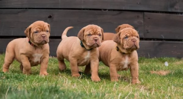 regalo cuccioli dogue de bordeaux 