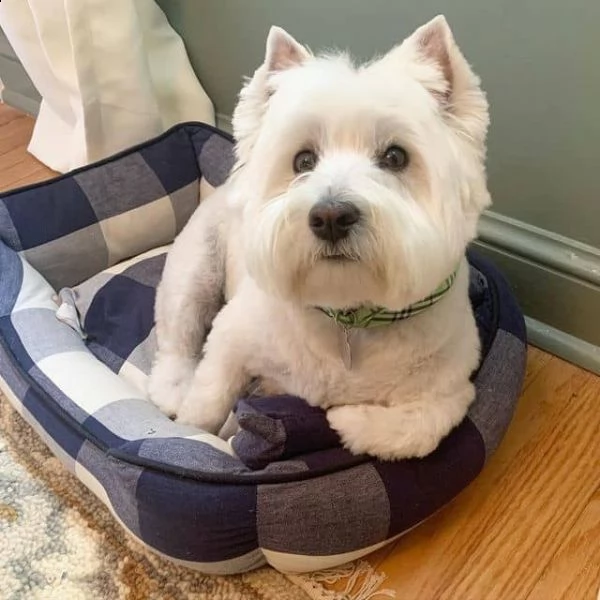 regalo adorabili cuccioli  west highland terrier bianco  femminucce e maschietti