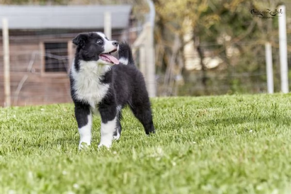 Cuccioli Yakutian Laika | Foto 1