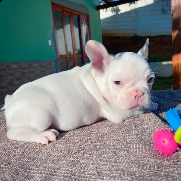 bulldog francese | Foto 2