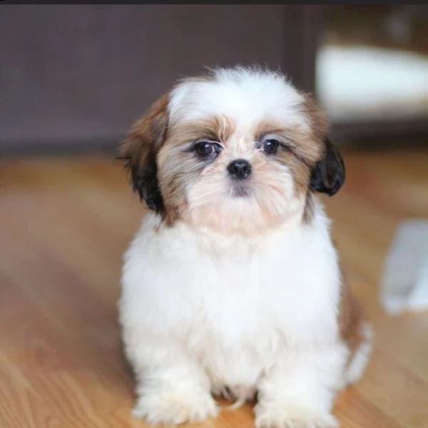 regalo cuccioli di shitzu 