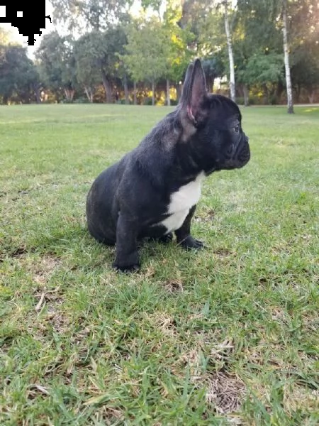 regalo cuccioli di bulldog francese 