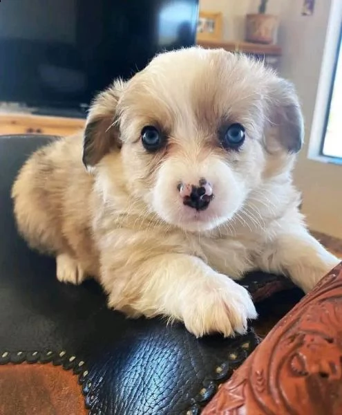 regalo cuccioli di corgi 