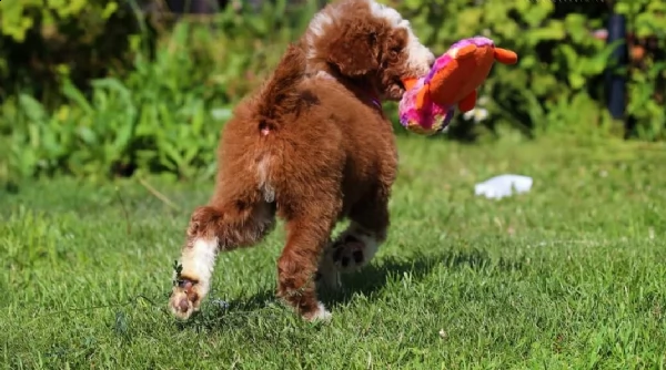 regalo barboncino cuccioli toy  | Foto 0