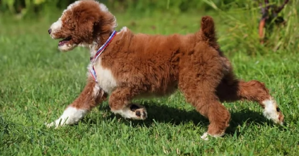 regalo barboncino cuccioli toy 