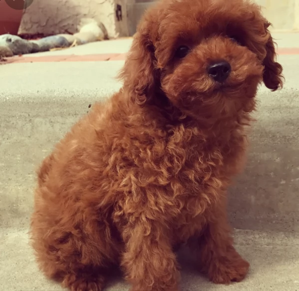 disponibili barboncino cuccioli toy✓✓✓✓✓