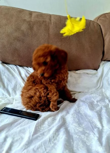 ((((regalo barboncino mini dolce disponibili )))) | Foto 0