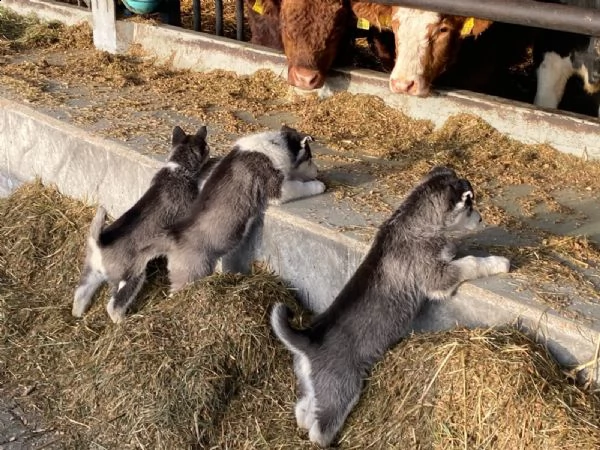 cuccioli di siberian husky | Foto 3