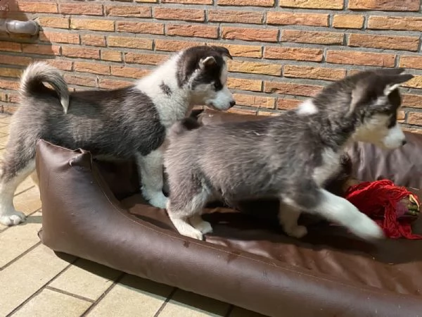 cuccioli di siberian husky | Foto 1