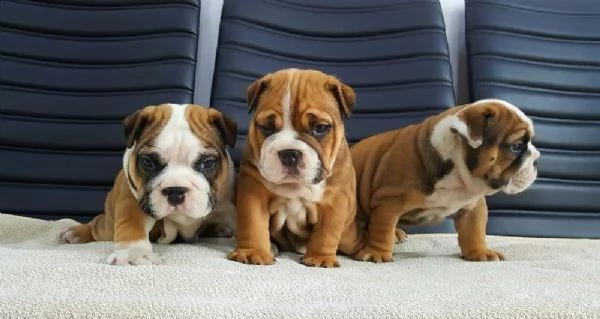 adorabili cuccioli di bulldog inglese