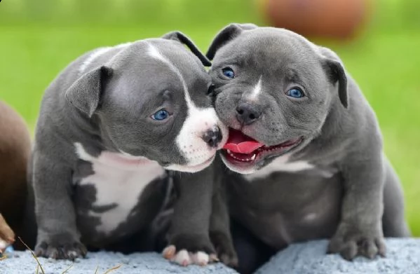 per la casella di posta regalo se sei interessato al cucciolo | Foto 3