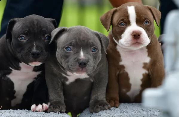 per la casella di posta regalo se sei interessato al cucciolo | Foto 2