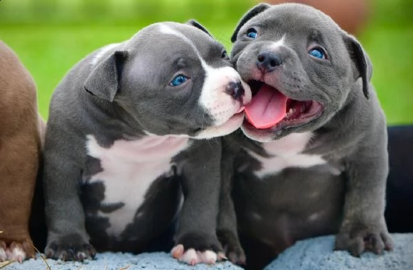 per la casella di posta regalo se sei interessato al cucciolo | Foto 1