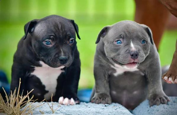 per la casella di posta regalo se sei interessato al cucciolo | Foto 0
