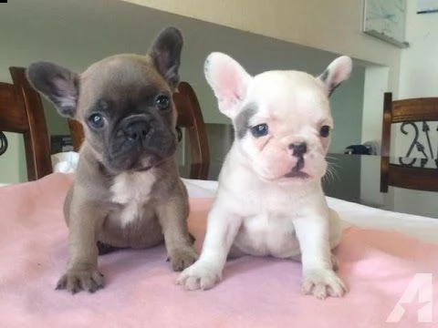regalo maschio e femmina bouledogue francese con pedigree