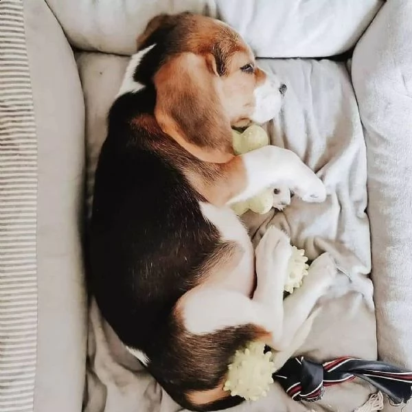 tre cuccioli di beagle cioccolato con pedigree | Foto 3