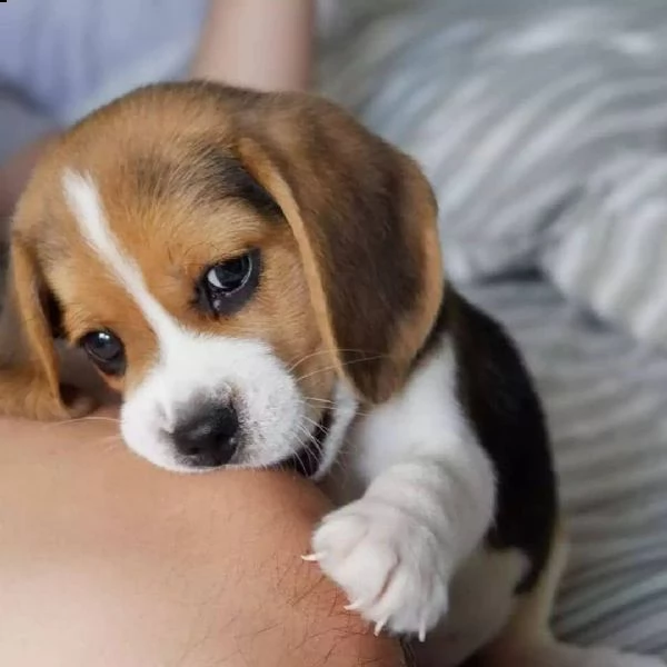 tre cuccioli di beagle cioccolato con pedigree | Foto 1
