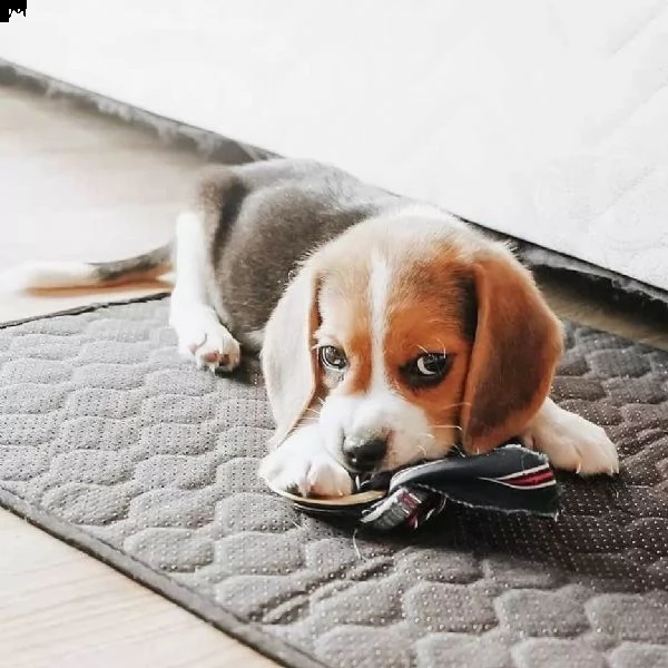 tre cuccioli di beagle cioccolato con pedigree | Foto 0