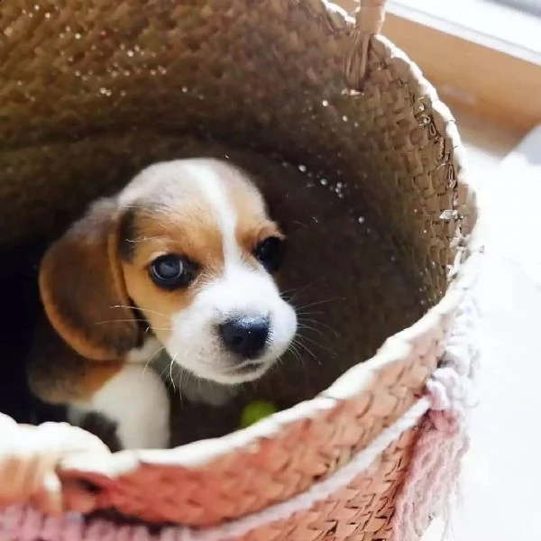 tre cuccioli di beagle cioccolato con pedigree