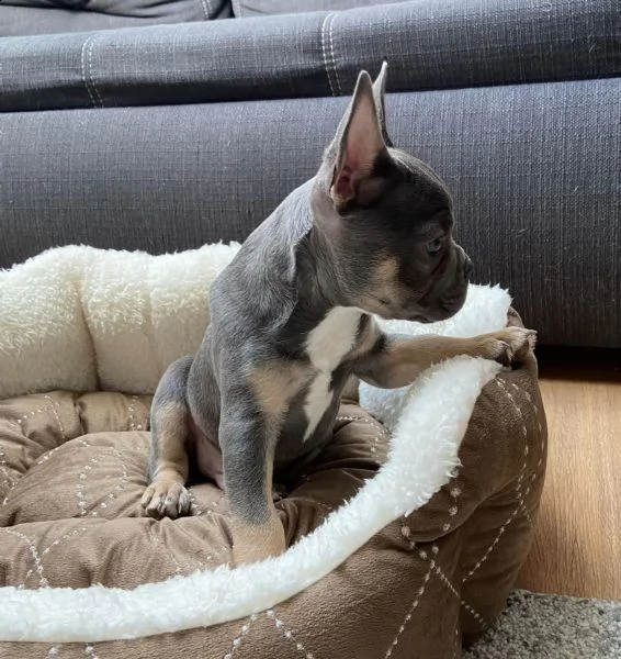 cuccioli bulldog francese pedigree enci | Foto 3