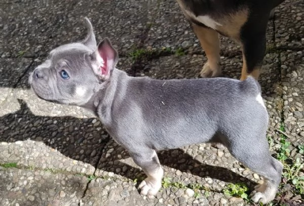 cuccioli bulldog francese pedigree enci | Foto 2