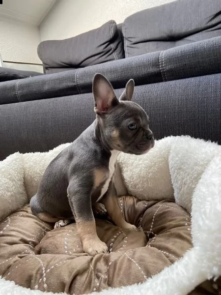 cuccioli bulldog francese pedigree enci | Foto 1