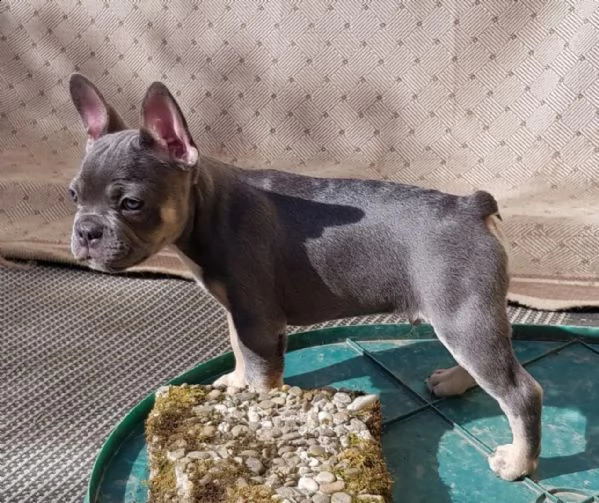 cuccioli bulldog francese pedigree enci