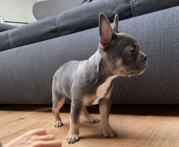 cuccioli bulldog francese pedigree enci | Foto 0