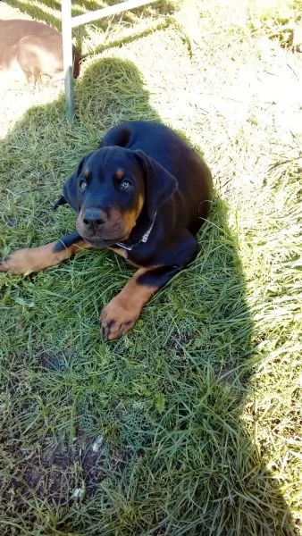 kucciolata di dobermann maschi femmine | Foto 5