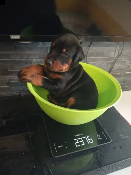 kucciolata di dobermann maschi femmine | Foto 4