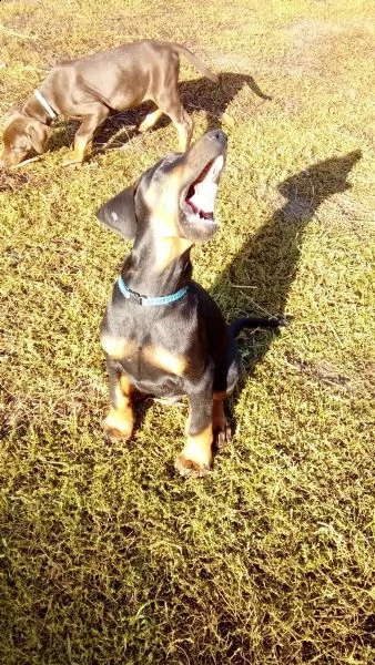 kucciolata di dobermann maschi femmine | Foto 2