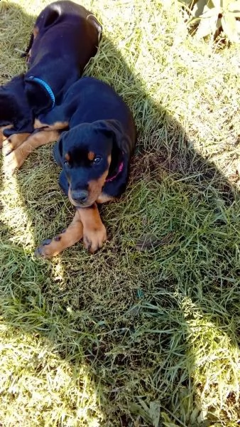 kucciolata di dobermann maschi femmine