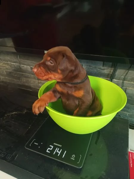 kucciolata di dobermann maschi femmine | Foto 1